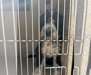 Poodle (Standard)-Unknown Mix Dogs for adoption in Oklahoma City, OK, USA