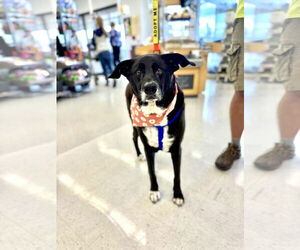 Labrador Retriever-Unknown Mix Dogs for adoption in New London, WI, USA
