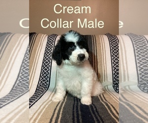Aussiedoodle Puppy for sale in THURMOND, NC, USA