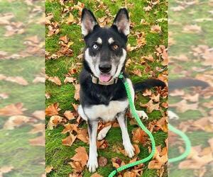 Gerberian Shepsky Dogs for adoption in Sacramento, CA, USA