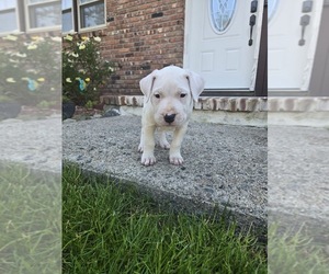 Dogo Argentino Puppy for sale in PATERSON, NJ, USA