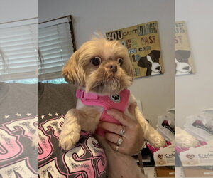 Nala - Female Shih Tzu Dog for Adoption - Photo #3