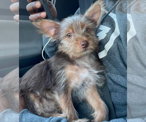 Yorkshire Terrier Puppy for sale in BUFFALO, NY, USA