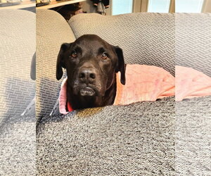 Tzatziki - Male Labrador Retriever-Unknown Mix Dog for Adoption - Photo #21
