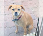 Small #1 Beagle-Chihuahua Mix