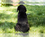 Small Photo #45 Cane Corso Puppy For Sale in WAKARUSA, IN, USA