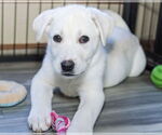 Small #6 Great Pyrenees Mix