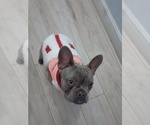 Small French Bulldog