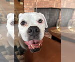 Small #3 Boxer
