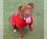 Small #1 American Pit Bull Terrier Mix
