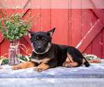 Small #2 German Shepherd Dog