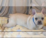 Small #2 French Bulldog
