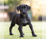 Small #2 Mutt