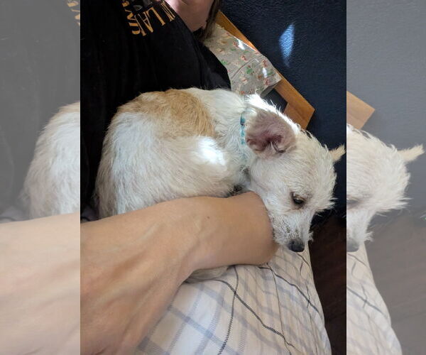 Medium Photo #2 Chihuahua-Unknown Mix Puppy For Sale in San Bernardino , CA, USA