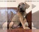 Small Photo #35 Cane Corso Puppy For Sale in LA PLATA, MD, USA
