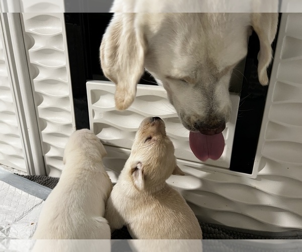 Medium Photo #9 Labrador Retriever Puppy For Sale in CLOVIS, CA, USA