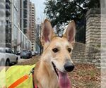 Small #19 Collie-German Shepherd Dog Mix