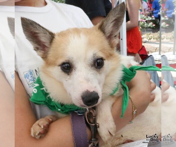 Medium Photo #4 Jack Russell Terrier-Unknown Mix Puppy For Sale in Washington, DC, USA