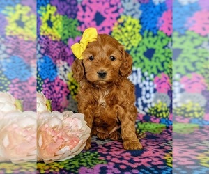 Cock-A-Poo-Poodle (Miniature) Mix Puppy for sale in KIRKWOOD, PA, USA