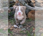 Small #2 American Bully