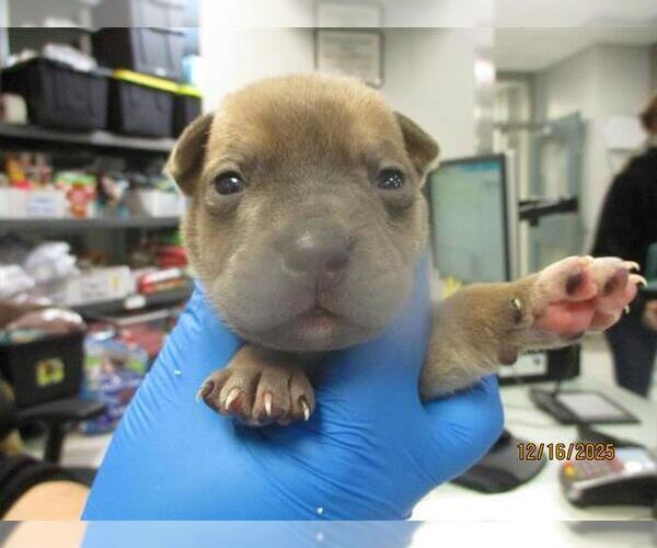 Medium Photo #1 American Pit Bull Terrier-Unknown Mix Puppy For Sale in Oklahoma City, OK, USA