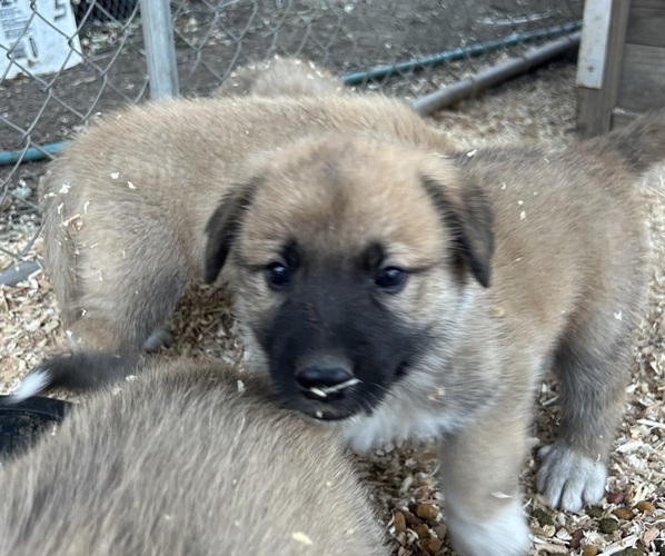 Medium Photo #1 German Shepherd Dog-Great Pyrenees Mix Puppy For Sale in STOCKTON, CA, USA