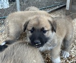 Small German Shepherd Dog-Great Pyrenees Mix