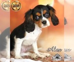 Small Photo #6 Cavalier King Charles Spaniel Puppy For Sale in MIAMI, FL, USA