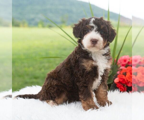 Medium Photo #5 Bernedoodle (Miniature) Puppy For Sale in NEWPORT, PA, USA