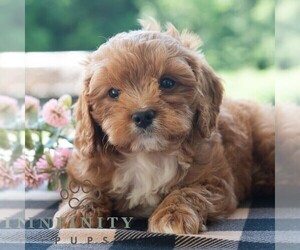 Cavapoo (Miniature) Puppy for sale in DORNSIFE, PA, USA