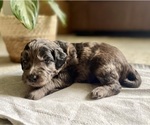 Puppy Reba Goldendoodle