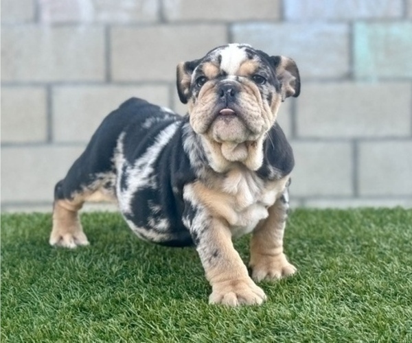 Medium Photo #7 English Bulldog Puppy For Sale in OAKLAND, CA, USA