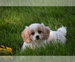 Small Photo #8 Cavachon Puppy For Sale in ELDORADO, OH, USA