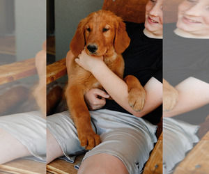 Medium Golden Retriever