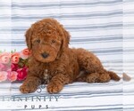 Small #3 Goldendoodle (Miniature)