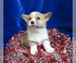 Small #4 Pembroke Welsh Corgi