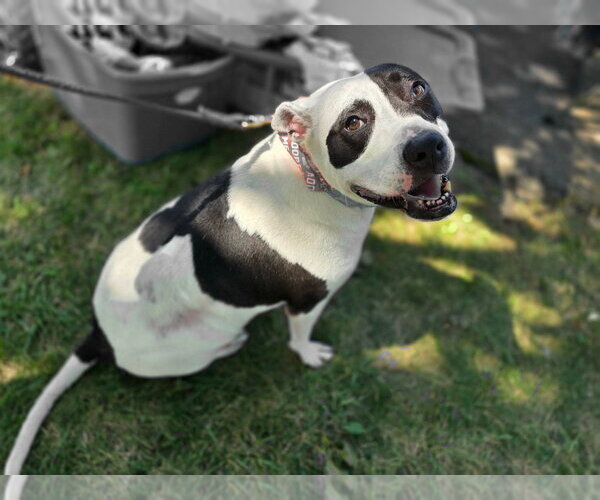 Medium Photo #4  Puppy For Sale in , 