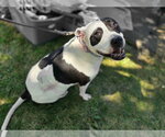 Small American Pit Bull Terrier