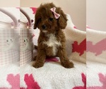 Small Photo #5 Cavapoo Puppy For Sale in SYLMAR, CA, USA