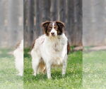 Small #6 Border-Aussie