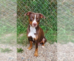 American Pit Bull Terrier Dogs for adoption in Lake City, MI, USA