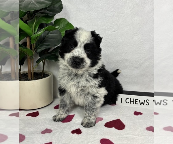 Medium Photo #4 Australian Cattle Dog-Miniature Australian Shepherd Mix Puppy For Sale in FRANKLIN, IN, USA