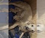 Small Photo #1 Golden Retriever Puppy For Sale in WATERBURY, VT, USA