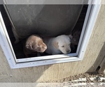 Small Photo #14 Labrador Retriever Puppy For Sale in HUDSON, CO, USA