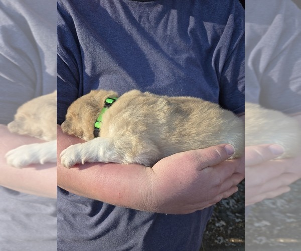 Medium Photo #4 Alaskan Malamute Puppy For Sale in CRIVITZ, WI, USA