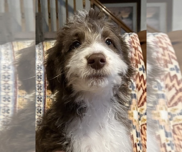 Medium Photo #1 Miniature Australian Shepherd-Poodle (Standard) Mix Puppy For Sale in ELKIN, NC, USA