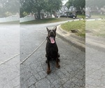 Small Photo #1 Doberman Pinscher Puppy For Sale in WILMINGTON, DE, USA