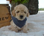 Small Photo #6 Poodle (Miniature) Puppy For Sale in HONEY BROOK, PA, USA