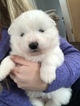Small Photo #5 Samoyed Puppy For Sale in ROCHESTER, NY, USA