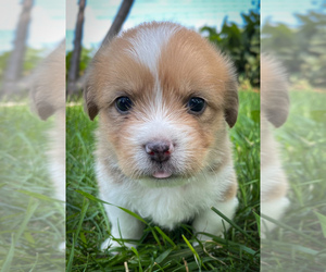 Shorgi Puppy for sale in FAIRBANK, IA, USA